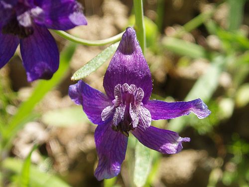 Delphinium variegatum